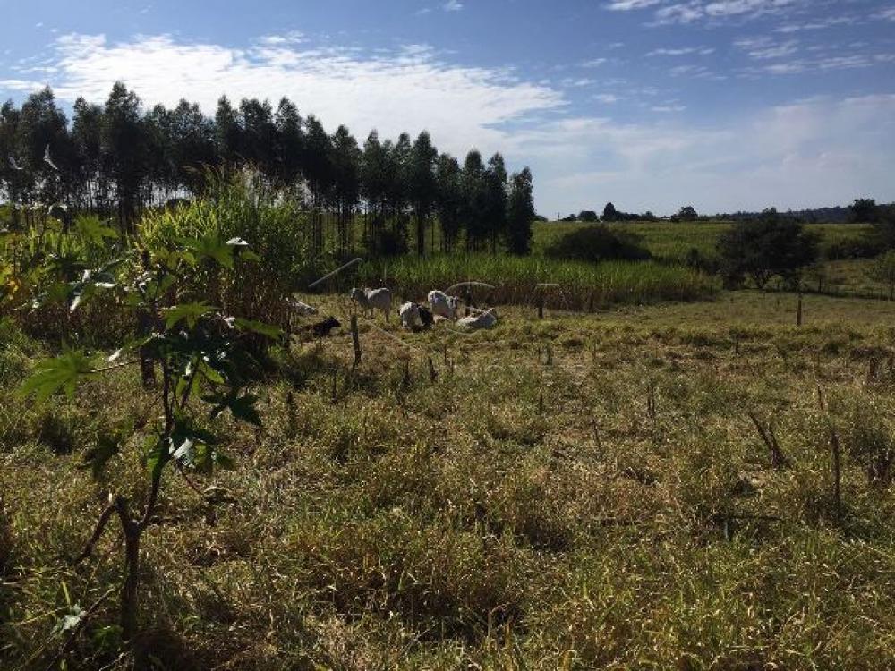 Comprar Rural / Sítio em Botucatu R$ 690.000,00 - Foto 9 Comprar Rural / Sítio em Botucatu R$ 690.000,00 - Foto 9
