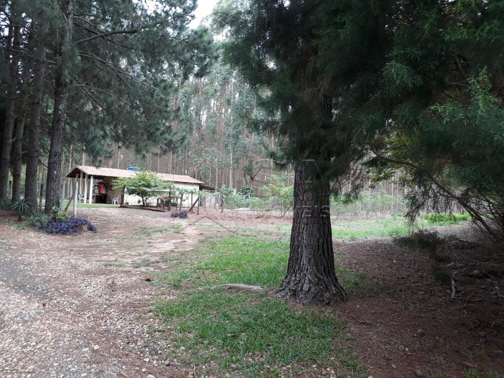 Comprar Rural / Chácara em Botucatu R$ 1.500.000,00 - Foto 4 Comprar Rural / Chácara em Botucatu R$ 1.500.000,00 - Foto 4